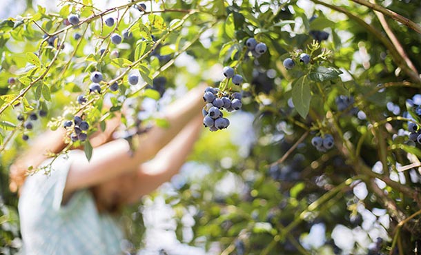 Blueberry harvester hand-picking berries from a bush